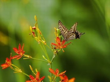 mac蜜桃奶茶314片菠萝