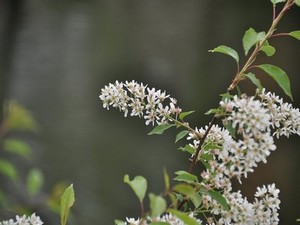 伊犁园区直达入口