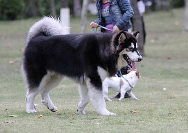 奇优影院手机免费电视剧