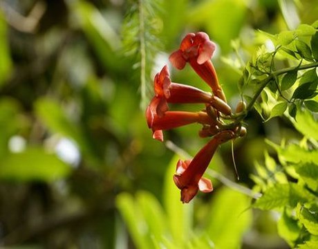 澳洲bioisland孕妇