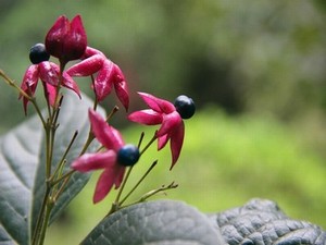 顶级按键师韩漫免费