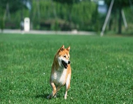 黑人辅导妻子学英语